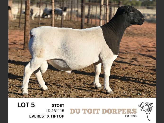 231115 | DU TOIT DORPERS
