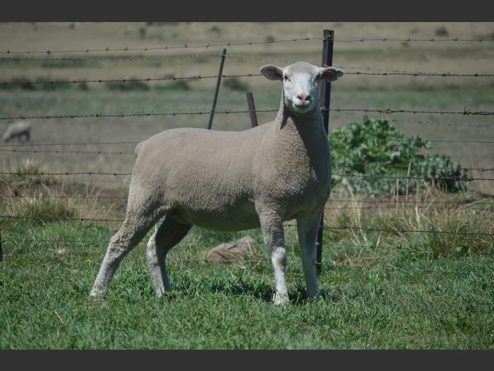 T 240104 | TWEE BROERS DORMER STOET