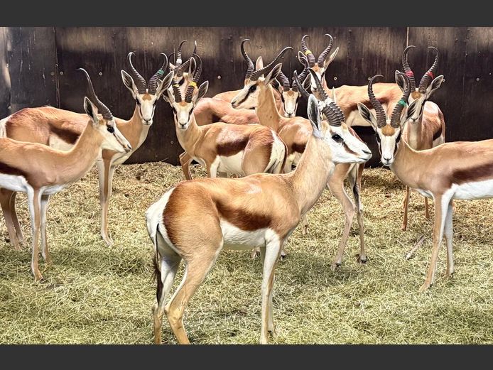 Kalahari Springbok Ramme