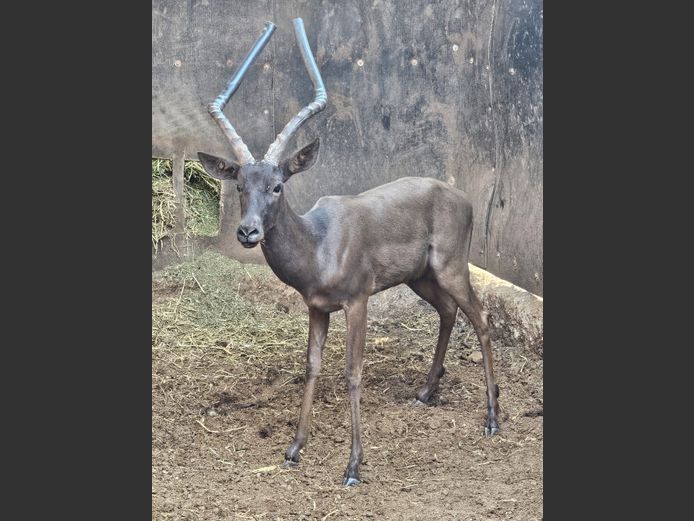 BLACK IMPALA | JPX SAFARIS