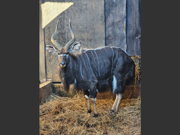 NYALA | KOLOBE WILDLIFE