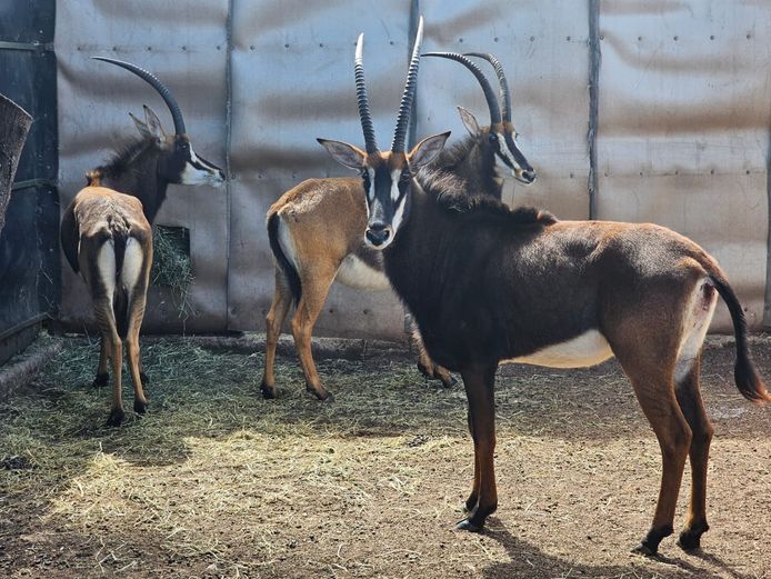 SABLE | BIRKEN VERVOER