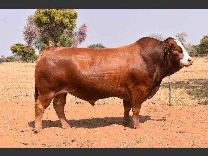 RUB2248 | RUBEUS SIMBRA