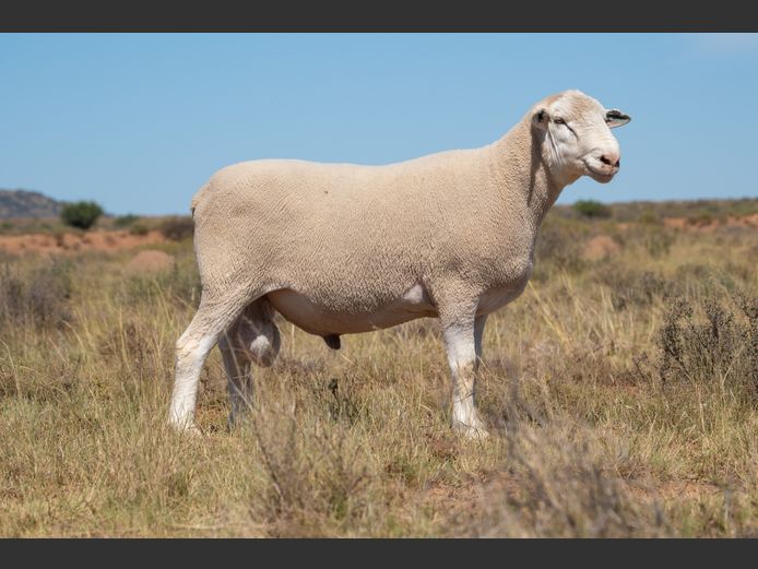 T 240222 | TWEE BROERS DORMER STOET