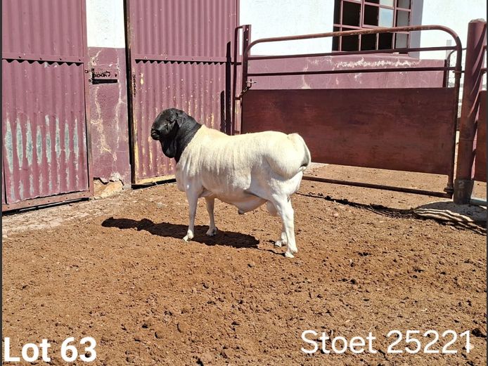 25221 | KASTEEL PERSIE RAMME