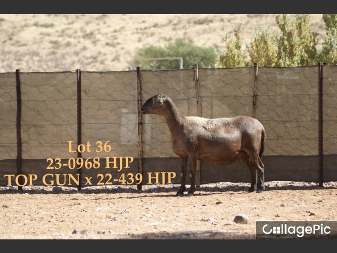 23-0968 HJP | SORENTO MEATMASTERS