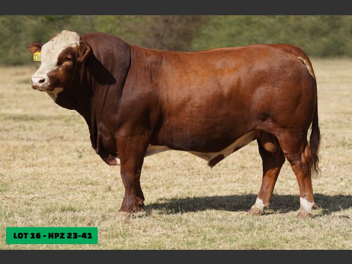 HPZ2341 | JP DU PREEZ BK