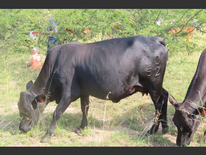 Commercial Animals | MATLA (O.T. Jannasch)