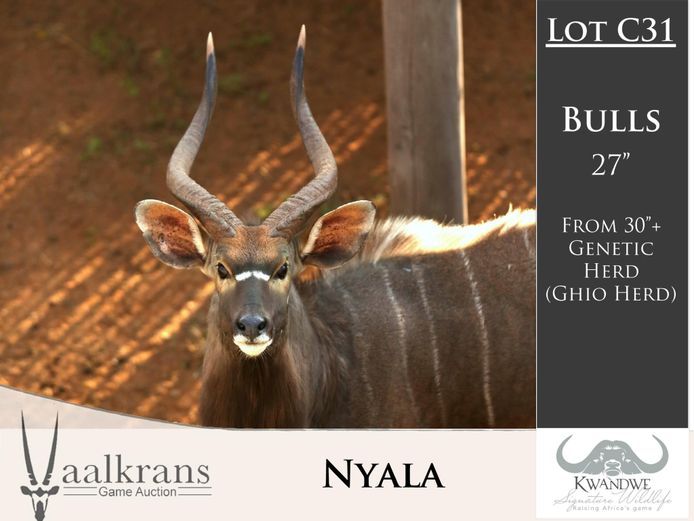 Nyala Bulls