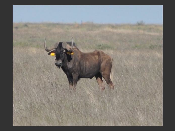 Swartwildebees | Hennie Grobbelaar