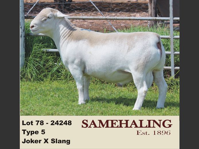 24248-331 | SAMEHALING  WIT DORPERS