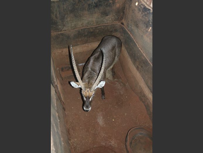 Waterbok