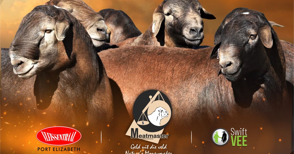 NASIONALE MEATMASTER RAMVEILING | SwiftVEE | South Africa’s Leading ...
