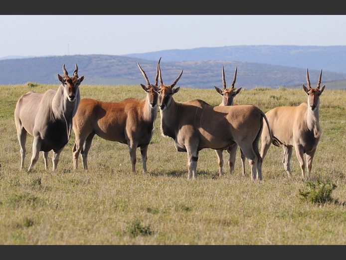 Eland Mixed | SANParks - Karoo National Park