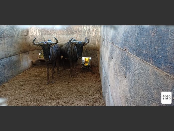 BLOUWILDEBEES | M HERHOLD