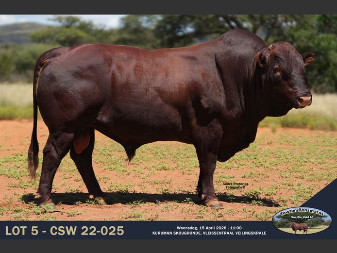 CSW 220025 | TOWTON BONSMARAS