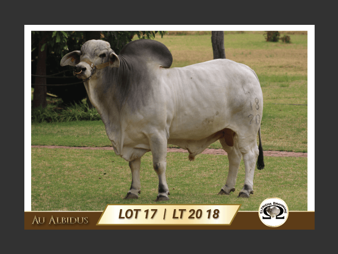 LT2018 | TRICHARDT LG