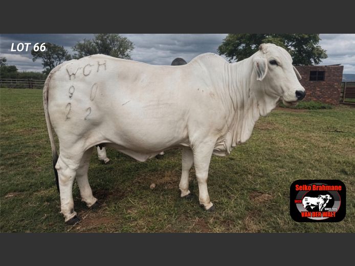 Commercial Animals | SEIKO BRAHMANE