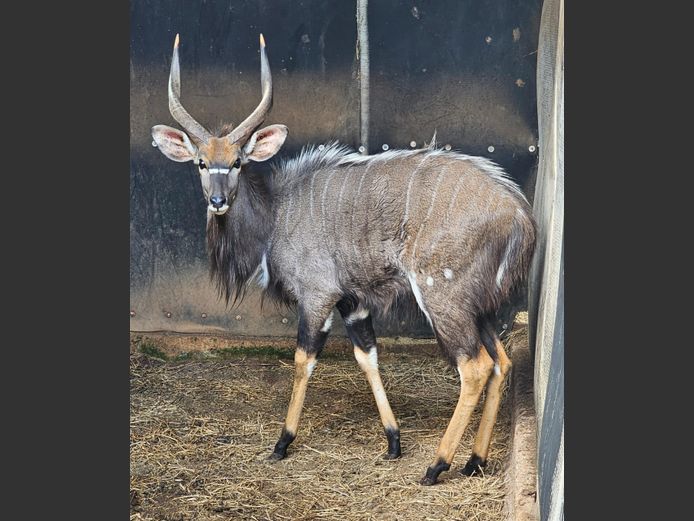 NYALA | BIRKEN VERVOER
