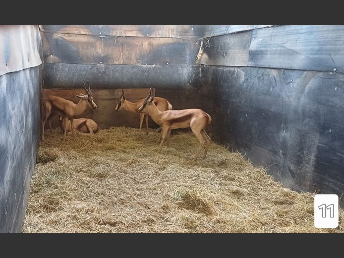 KOPER SPRINGBOK | AL BADENHORST