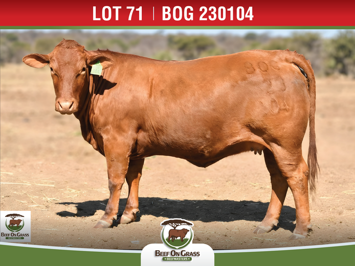 BOG 230104 | BEEF ON GRASS PTY LTD