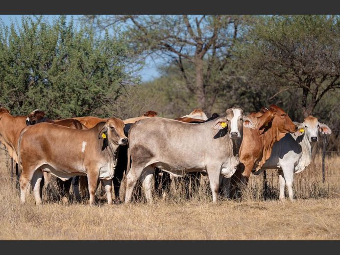 COMMERCIAL FEMALES | WAVERLY BRAHMAN