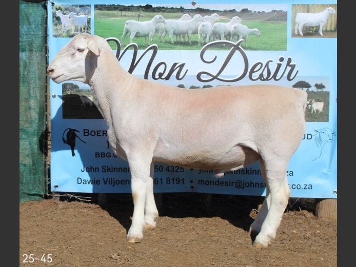 25-45 | Mon Desir Dorpers