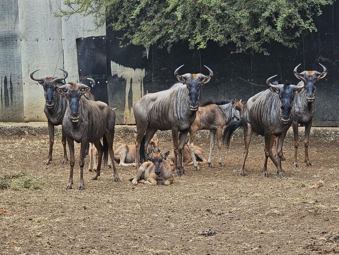 BLUE WILDEBEEST | NYLSVLEI GAME