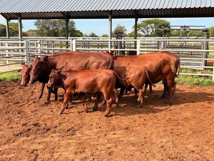 Commercial Animals | KRUGER BOERDERY