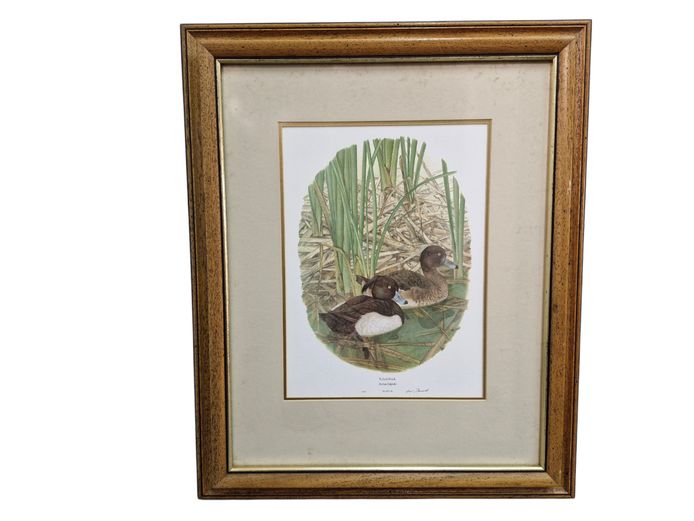 1982 Gail de Reuck Collectible Art Print "Tufted Duck" Plate 35