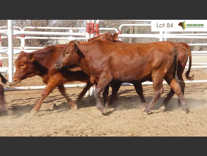 Kommersiële Vroulike Diere