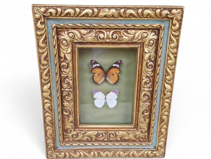 Butterfly Specimens in Ornate Gilded Framed Shadow Box
