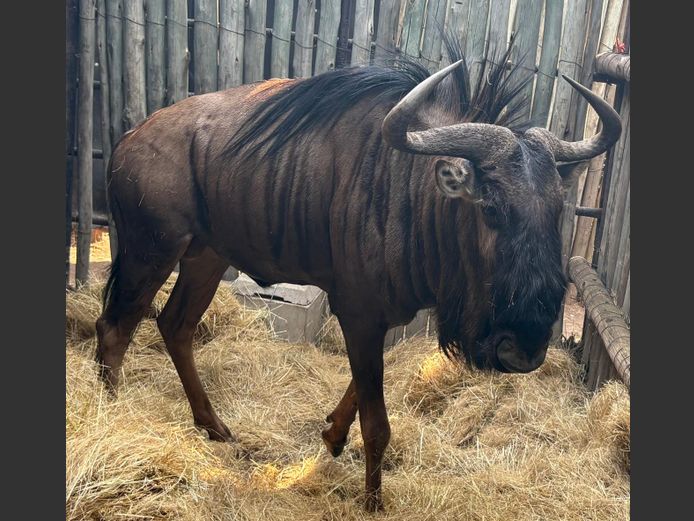 Blouwildebees Bul
