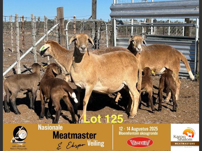B 23 363 | Jacques Strydom - Karoo Shalom Meatmasters