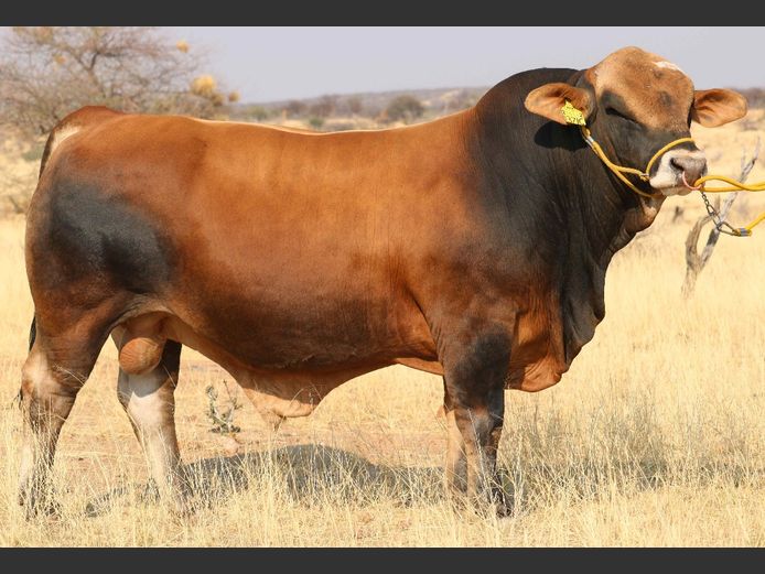 DM221371C | KAMAB SIMBRA