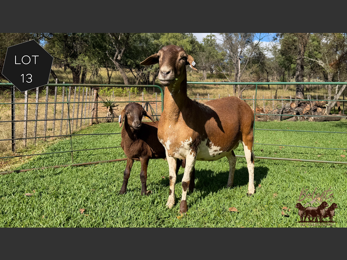 Ewe | Belofte Meatmasters