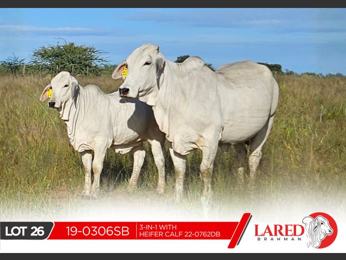 19-0306SB | LARED BRAHMAN
