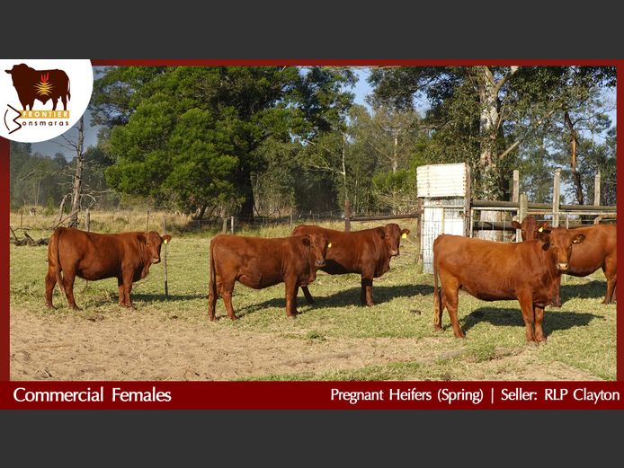 Commercial Animals | RLP Clayton