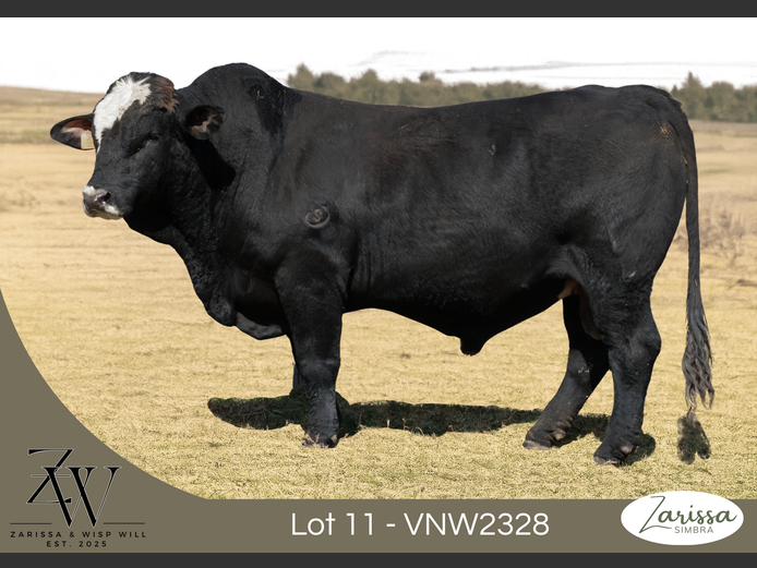 VNW2328 | ZARISSA