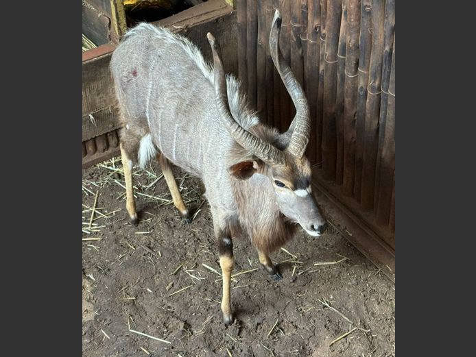 NYALA 26” | A. VD BERG