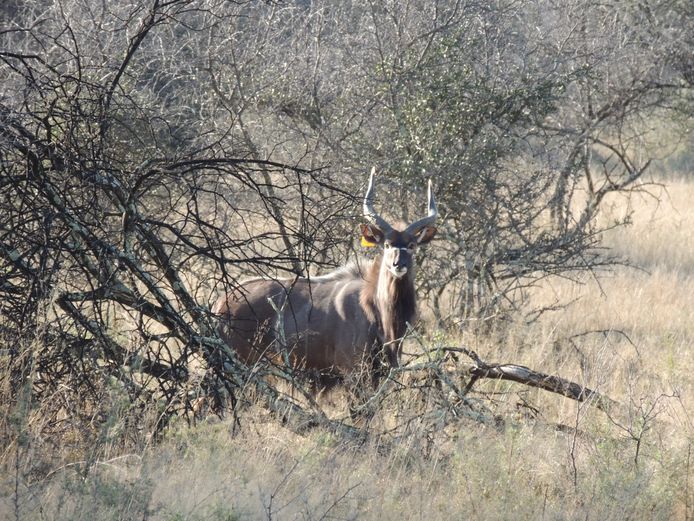 NJALA BUL- JONG