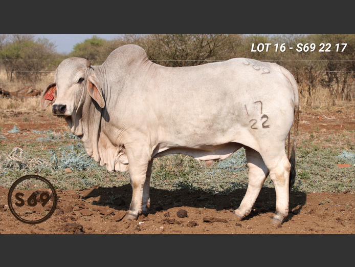 S692217 | JP Sakebelange BK