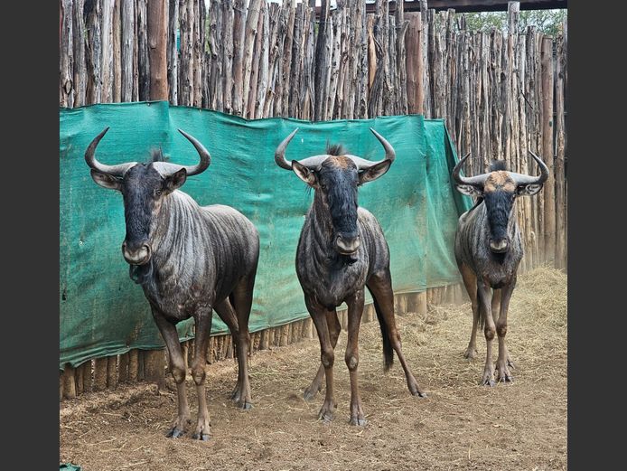BLUE WILDEBEEST | ZEEKOEVALLEY