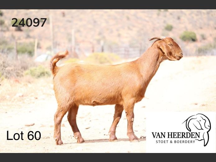 24-097  |  Ivan Van Heerden