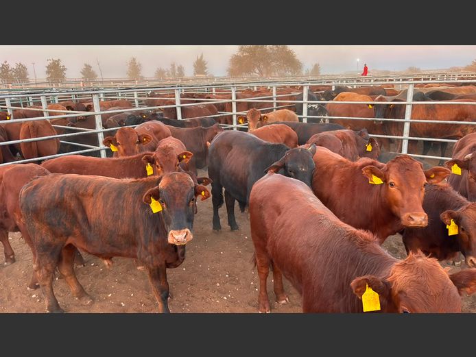 AGRA MARIENTAL WEANER AUCTION