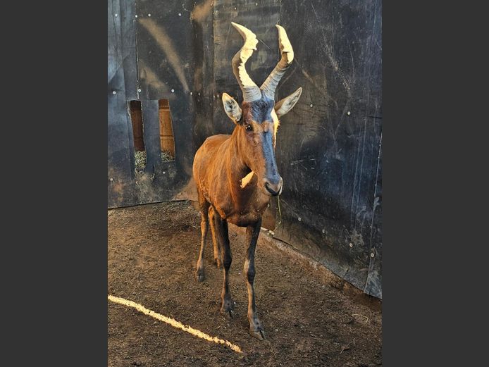 REDHARTEBEEST | HELICON