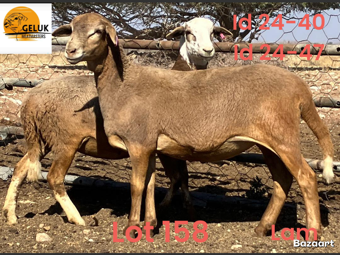 24-40GM3 | 24-47GM3 | GELUK MEATMASTERS