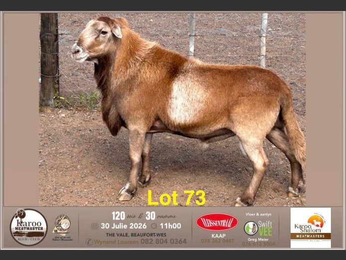 1.1302 | Jacques Strydom - Karoo Shalom Meatmasters