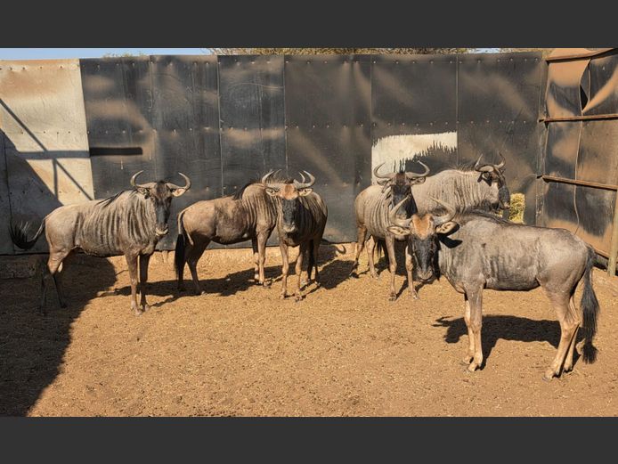BLOUWILDEBEES (no vat) | IMBABALA