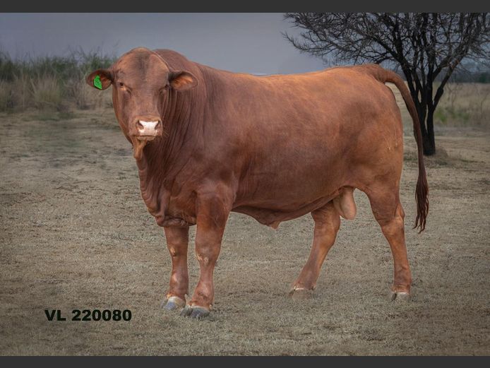 VL 220080 | T.D.J. VLOTMAN